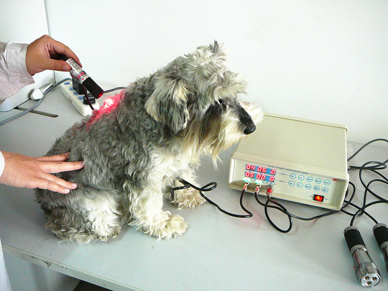 Veterinary medicine laser equipment （Laser for pet (dog) 40MW /300 mw）